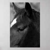 Pferdewapcn Poster (Vorne)