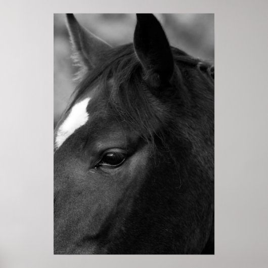 Pferdewapcn Poster (Vorne)