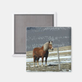 Pferdewechsel in Paddock Magnet (Vorderseite/Rückseite)