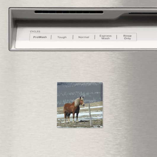 Pferdewechsel in Paddock Magnet (In Situ (Geschirrspüler))