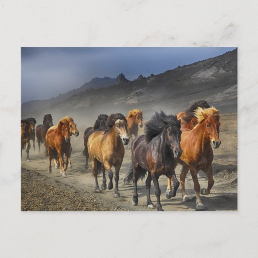 Pferdeweg Postkarte (Vorderseite)