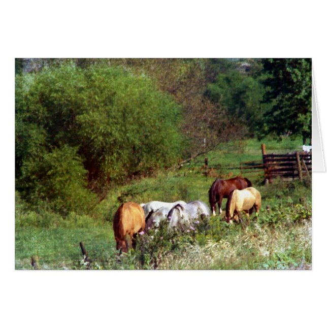 Pferdeweide 2 (Vorderseite (Horizontal))