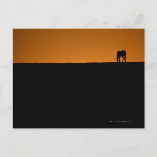 Pferdeweide auf dem Kentucky-Bauernhof Postkarte (Vorderseite)
