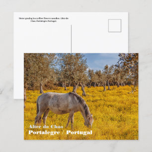 Pferdeweiden auf einer gelben Blumenwiese Postkarte