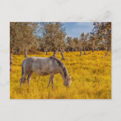 Pferdeweiden auf einer gelben Blumenwiese Postkarte (Vorderseite)