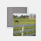 Pferdeweiden im landwirtschaftlichen Betrieb Magnet (Vorderseite/Rückseite)