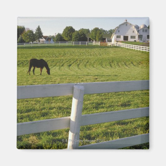 Pferdeweiden im landwirtschaftlichen Betrieb Magnet (Vorne)