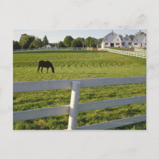 Pferdeweiden im landwirtschaftlichen Betrieb Postkarte