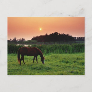 Pferdeweiden in Feld bei Sonnenuntergang in der Nä Postkarte