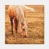 Pferdeweiden Magnet (Vorne)