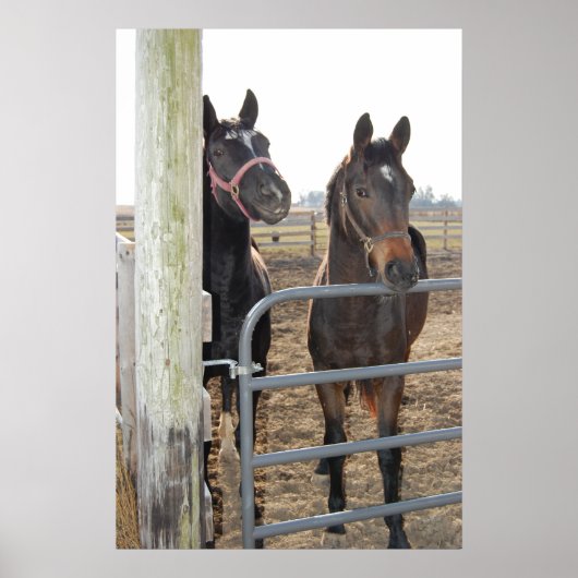 Pferdeweiden Poster (Vorne)