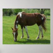 Pferdeweiden Poster (Vorne)