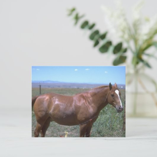 Pferdeweiden Postkarte (Stehend Vorderseite)