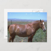 Pferdeweiden Postkarte (Vorne/Hinten)
