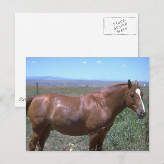Pferdeweiden Postkarte (Vorne/Hinten)