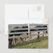Pferdeweiden Postkarte (Vorne/Hinten)