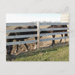 Pferdeweiden Postkarte