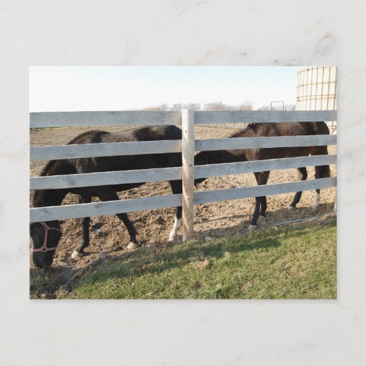 Pferdeweiden Postkarte (Vorderseite)