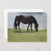 Pferdeweiden vor dem sonnenbeleuchteten See Postkarte (Vorne/Hinten)