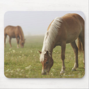 PferdeWildblumewiesenmorgen-Nebel Klavier Mousepad
