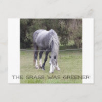 Pferdezaun! Postkarte