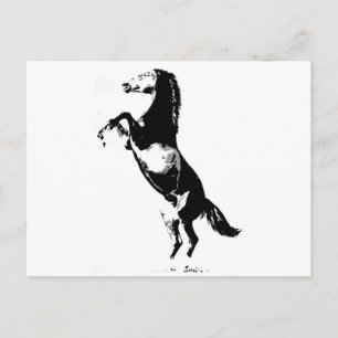 Pferdezucht Postkarte
