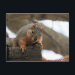 Pfft Postkarte<br><div class="desc">Eichhörnchen</div>