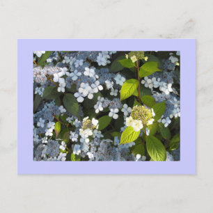 Pfingst-Hortensie Postkarte