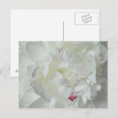 Pfingsten-Rose Postkarte (Vorne/Hinten)