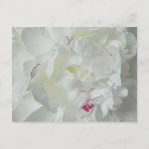 Pfingsten-Rose Postkarte