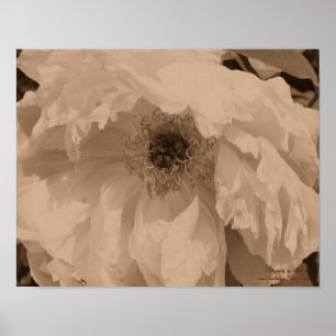 Pfingstrose in Blüte in Vintage-Sepia Poster