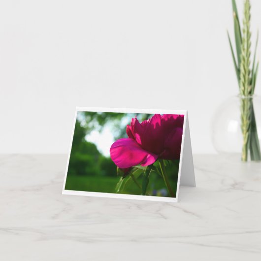 Pfingstrose leeres Notecard Karte (Vorderseite)