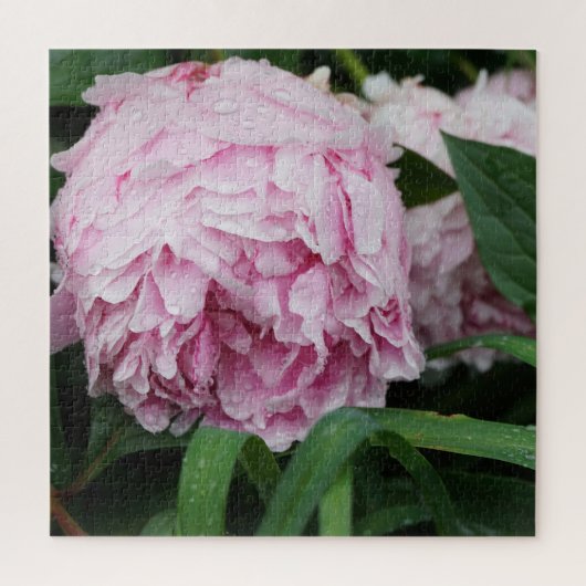 Pfingstrose Pink Puzzle (Vertikal)