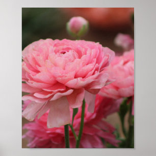 Pfingstrose Pink Ranunculus Nahaufnahme Poster