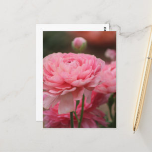 Pfingstrose Pink Ranunculus Nahaufnahme Postkarte