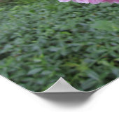 Pfingstrose Poster (Ecke)
