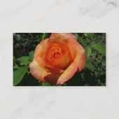 Pfingstrose Visitenkarte (Rückseite)