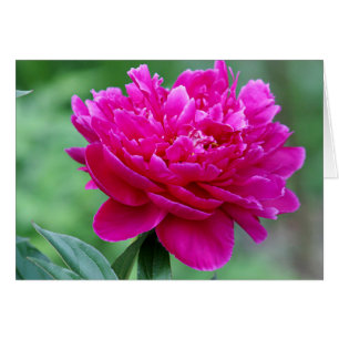 Pfingstrosen-Blumen-Foto