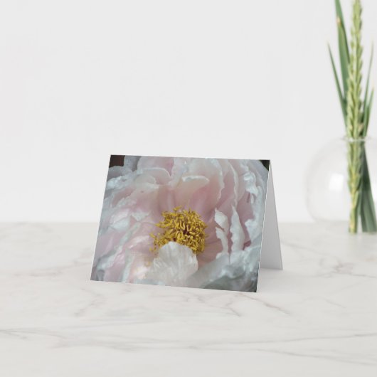Pfingstrosen-Erwachen-Blumenfotografie (Vorderseite)