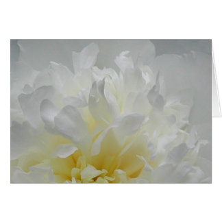 Pfingstrosen-Flammen