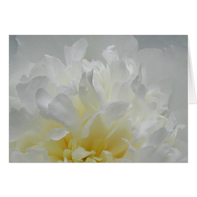 Pfingstrosen-Flammen (Vorderseite (Horizontal))