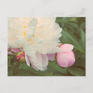 Pfingstrosen-Päonie-Blume Postkarte