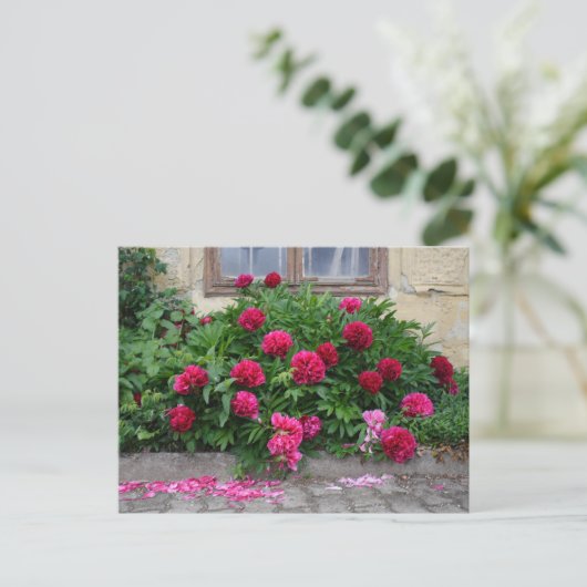 Pfingstrosen Postkarte (Stehend Vorderseite)