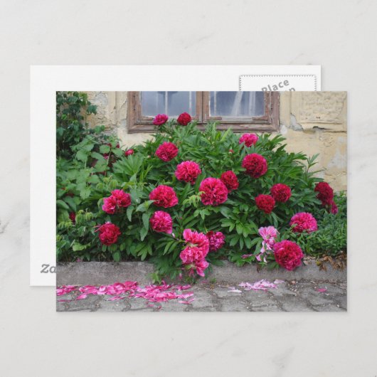 Pfingstrosen Postkarte (Vorne/Hinten)