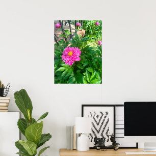 Pfingstrosenblume hinter schwarzem Eisenzaun Fotop Poster