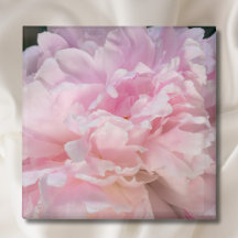 Pfingstrosenblüte