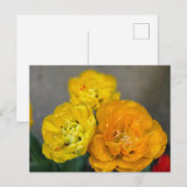 Pfingstrosentulpe Postkarte (Vorne/Hinten)