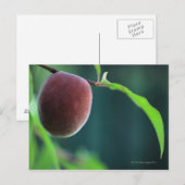 Pfirsich auf einem Pfirsichbaum Postkarte (Vorne/Hinten)