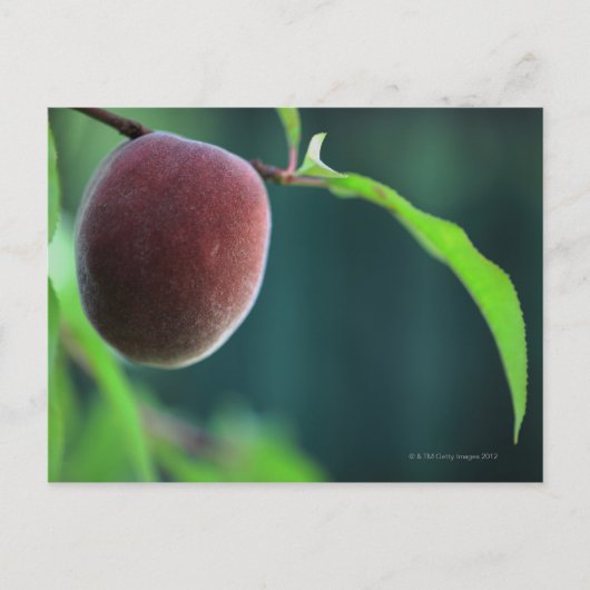 Pfirsich auf einem Pfirsichbaum Postkarte (Vorderseite)