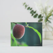 Pfirsich auf einem Pfirsichbaum Postkarte (Stehend Vorderseite)